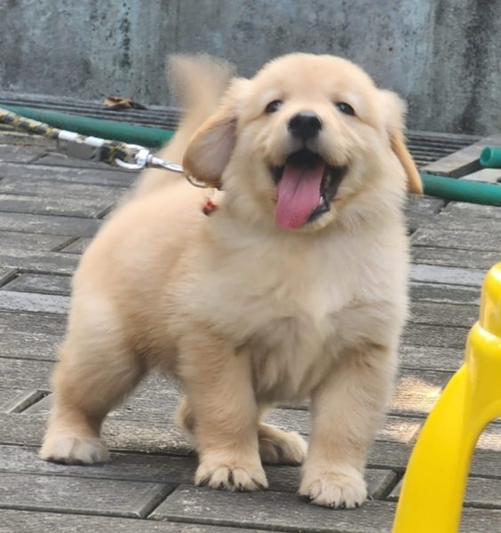 Golden Retriever