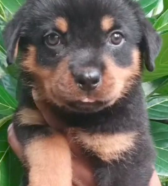 Rottweiler