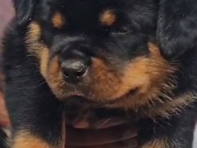 Rottweiler