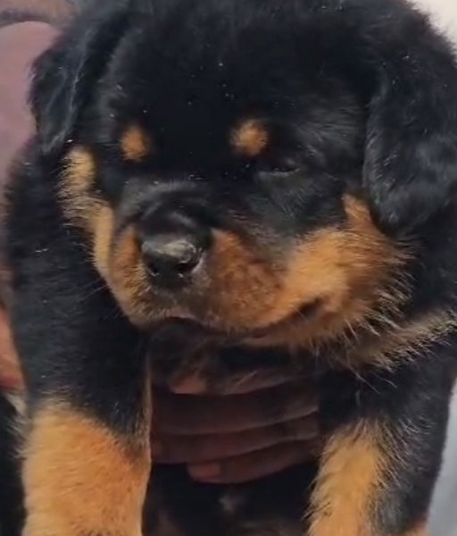 Rottweiler