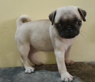 Pug