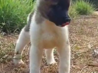 American Akita