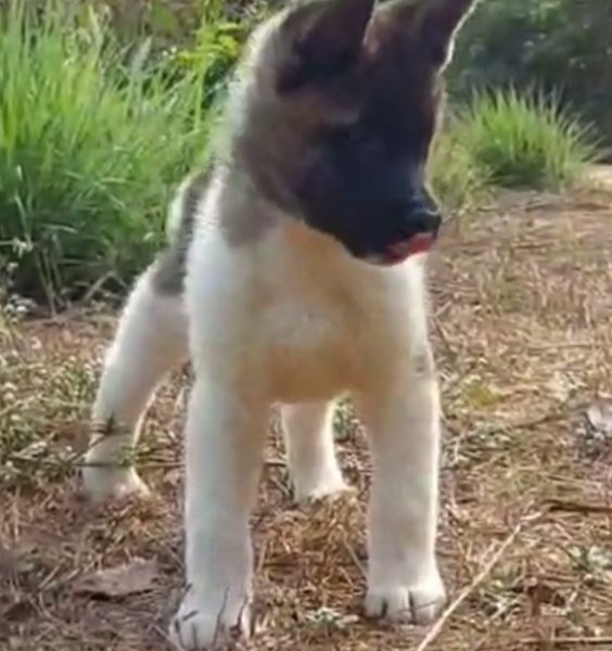 American Akita