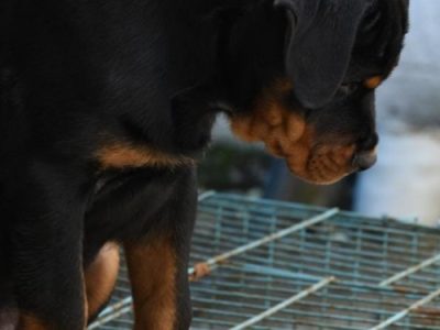 Rottweiler