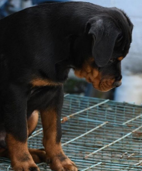 Rottweiler