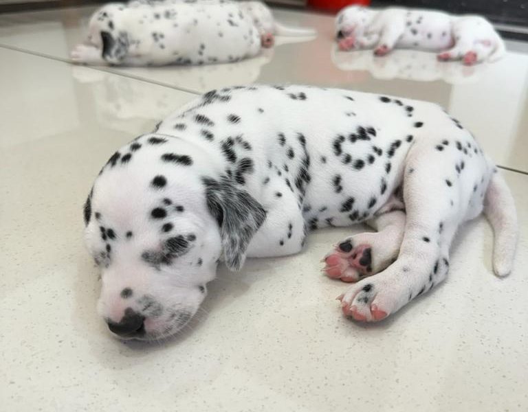 Dalmation