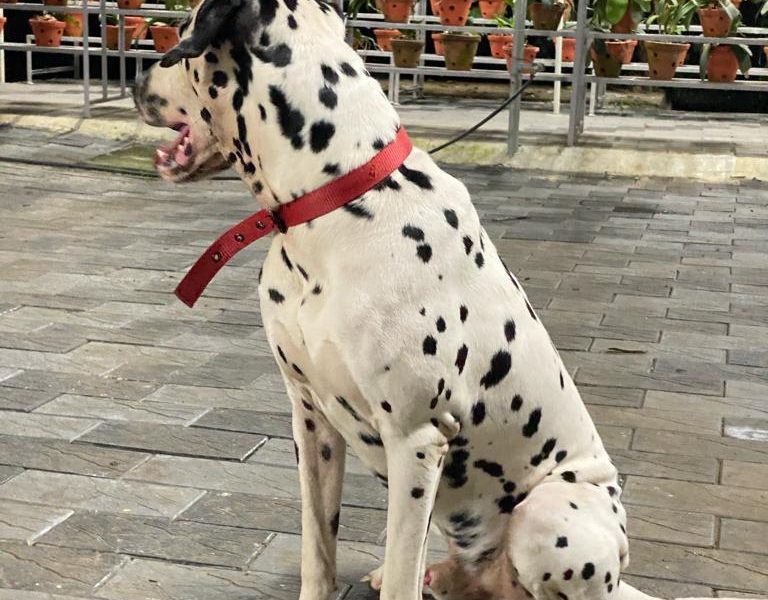 Dalmation