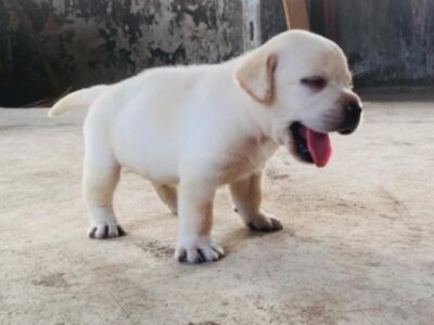 Labrador