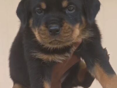 Rottweiler