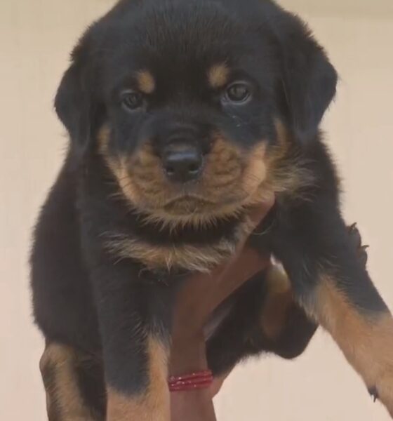 Rottweiler