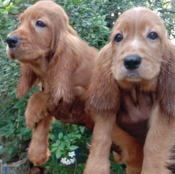 Cocker spaniel