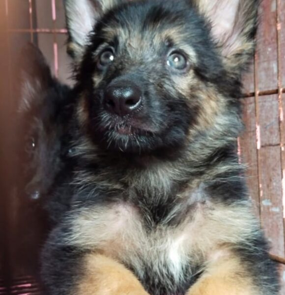 German shepherd