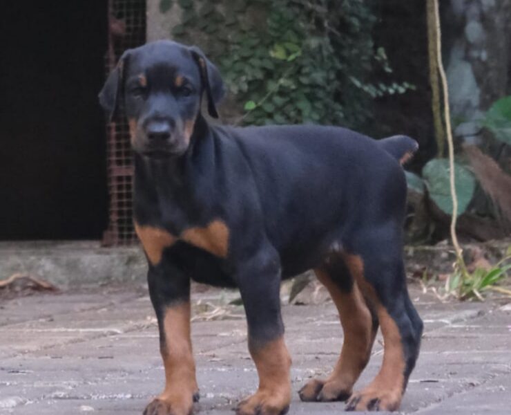 Doberman