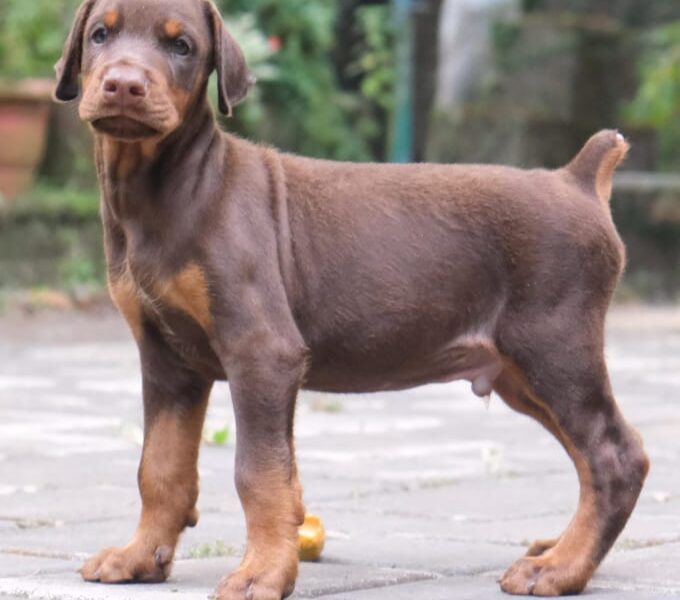 Doberman