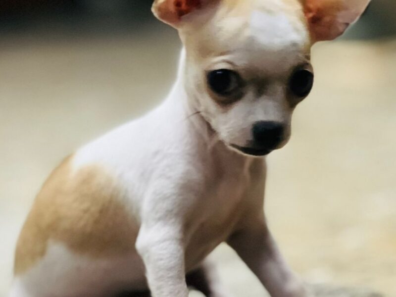 Chihuahua