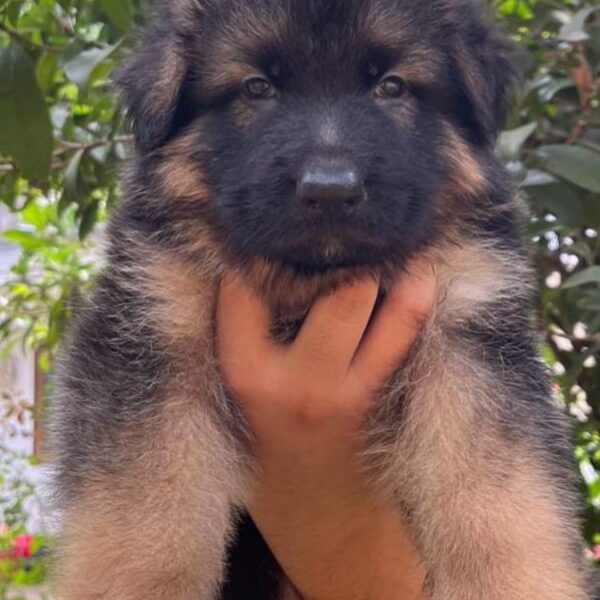 German shepherd