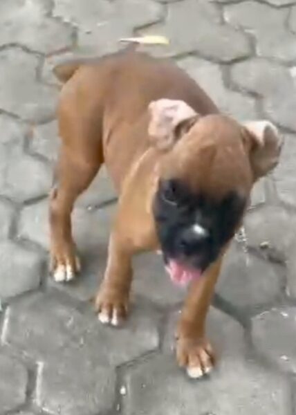 Boxer