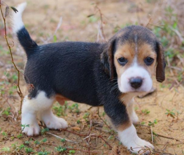 Beagle