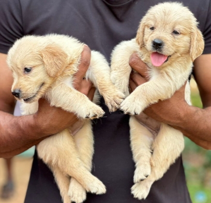 Golden Retriever