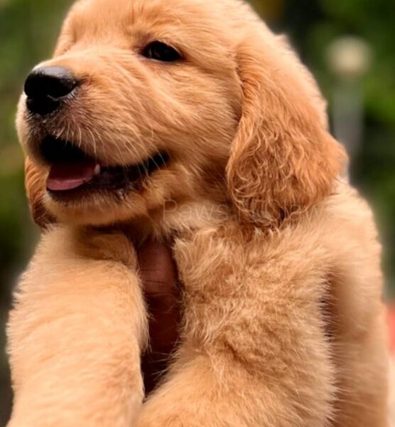 Golden Retriever