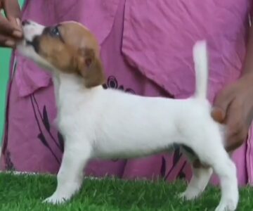 jack russel Terrier