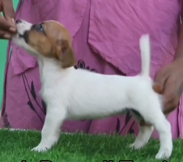 jack russel Terrier