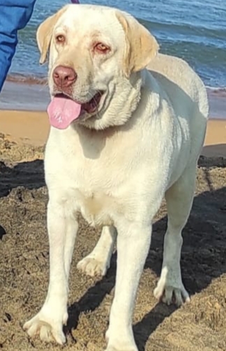 Labrador