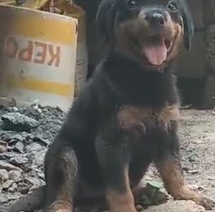 Rottweiler