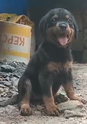 Rottweiler