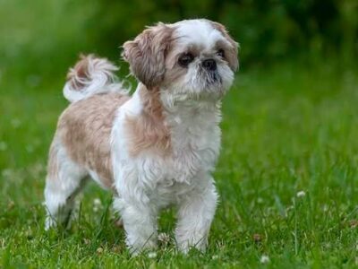 Shih tzu