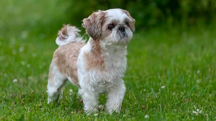 Shih tzu