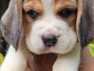 Beagle