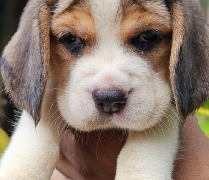 Beagle