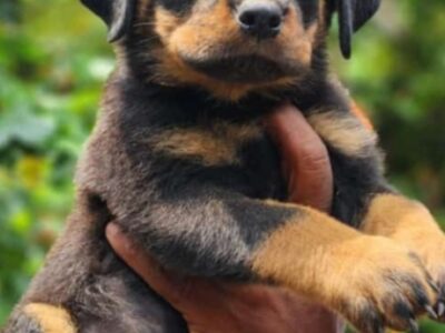 Rottweiler