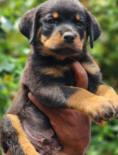 Rottweiler