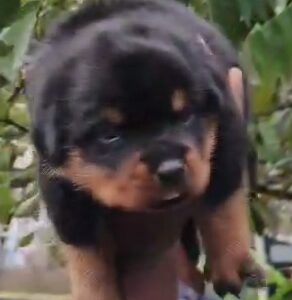 Rottweiler