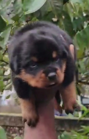 Rottweiler