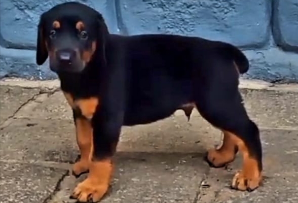 Doberman