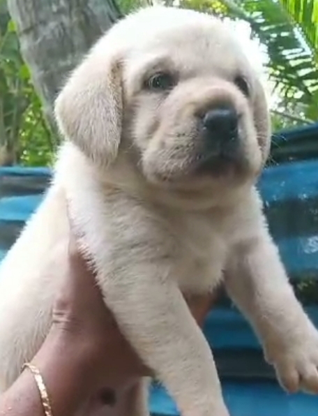 Labrador