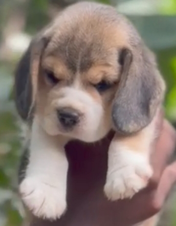 Beagle