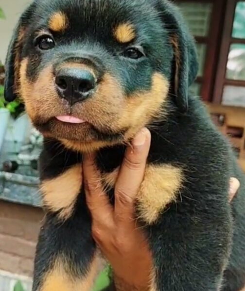 Rottweiler