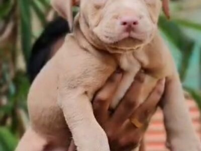 American bully