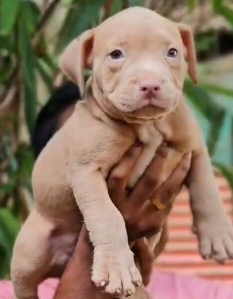 American bully