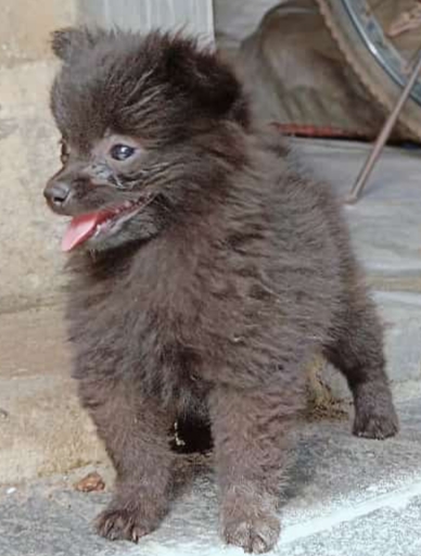 Pomeranian