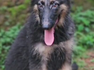 German shepherd