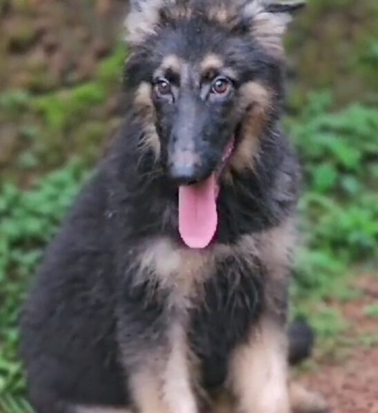 German shepherd