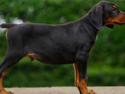 Doberman