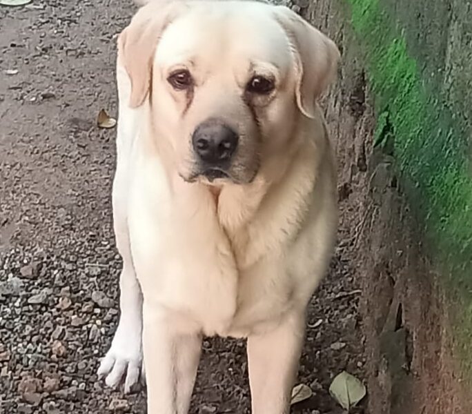 Labrador