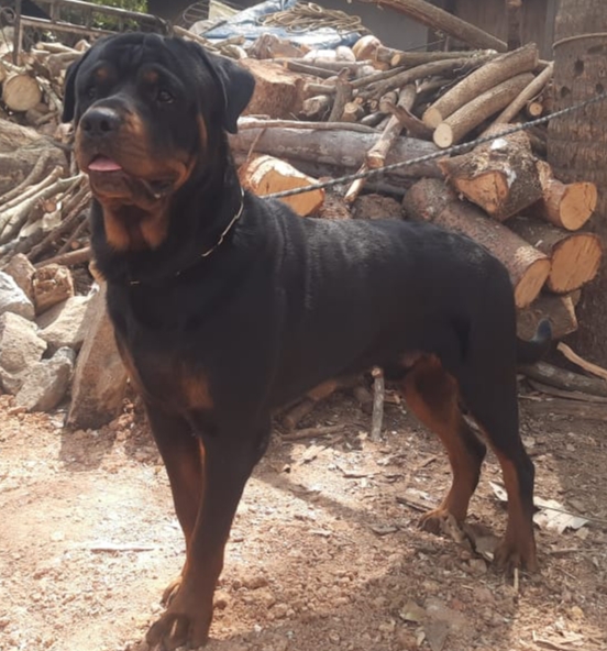 Rottweiler