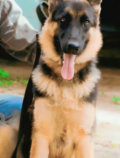 German shepherd